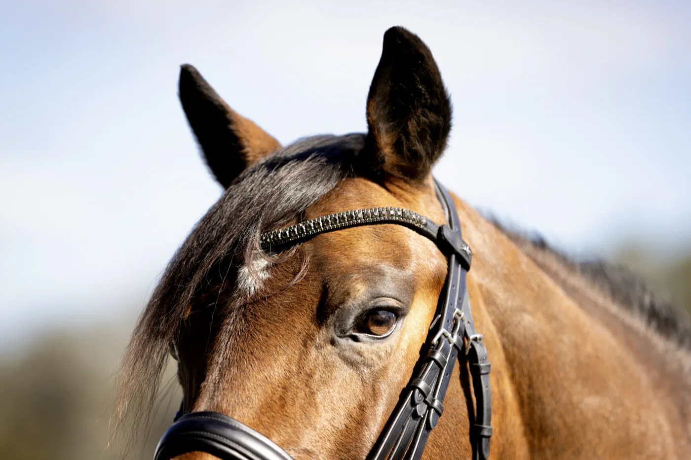 Close-up of a bay dressage horse